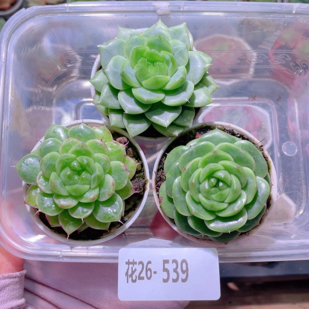 花利美26-539新品3颗