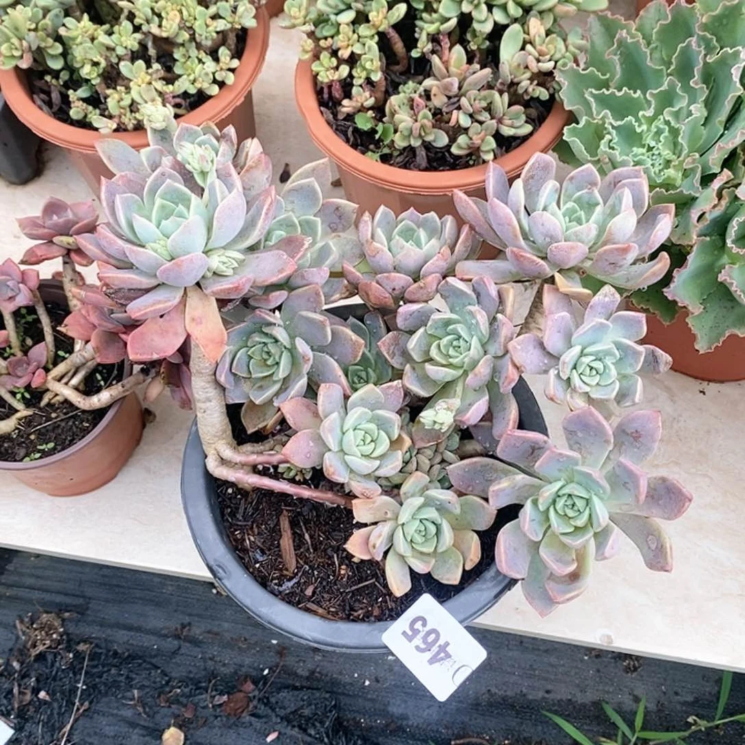 ?****o455红粉佳人多肉植物