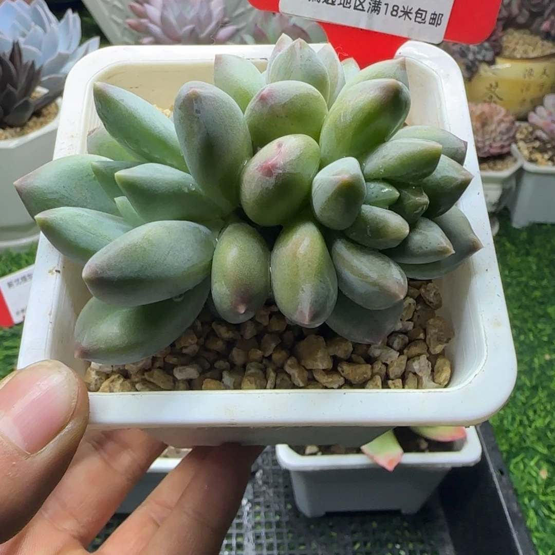 解忧多肉植物编号17