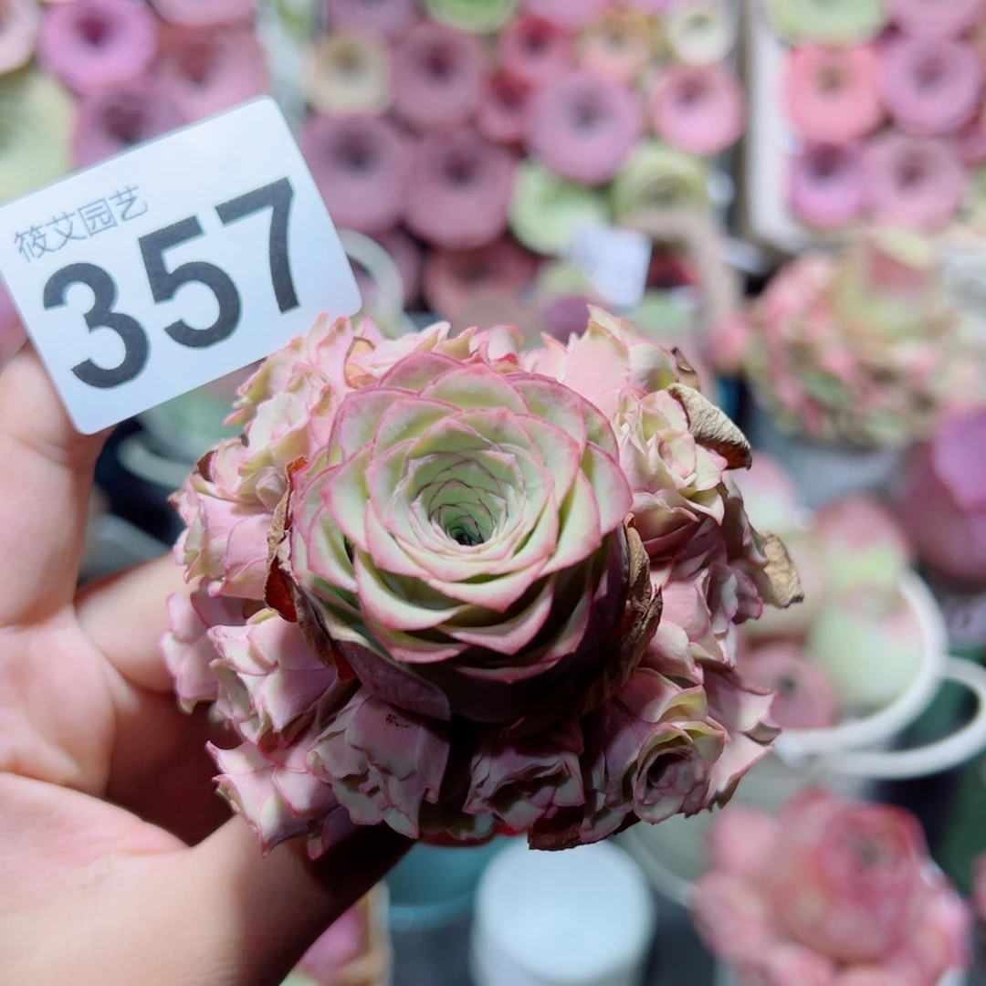 357桃杂手捧花。