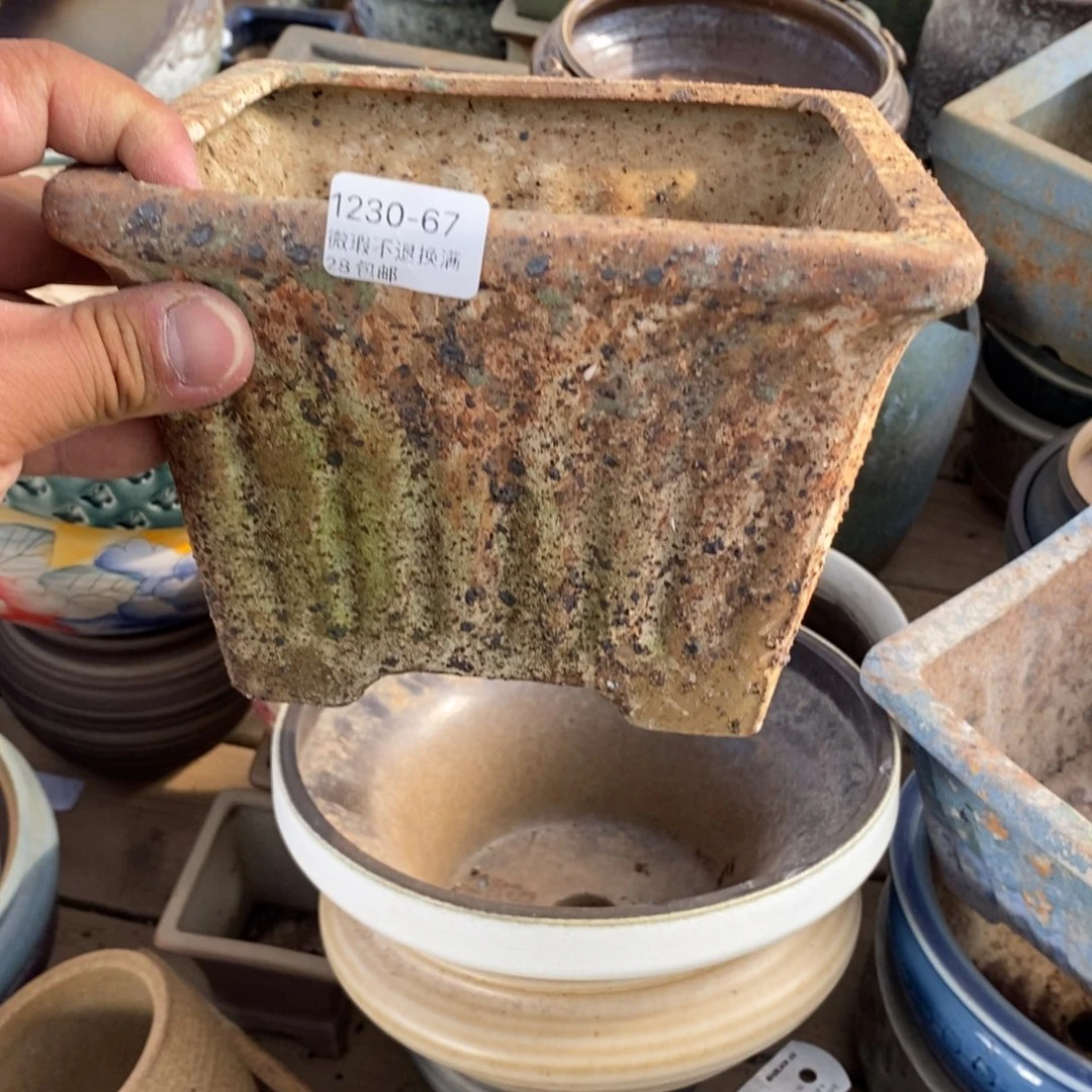 67号花盆内16高13