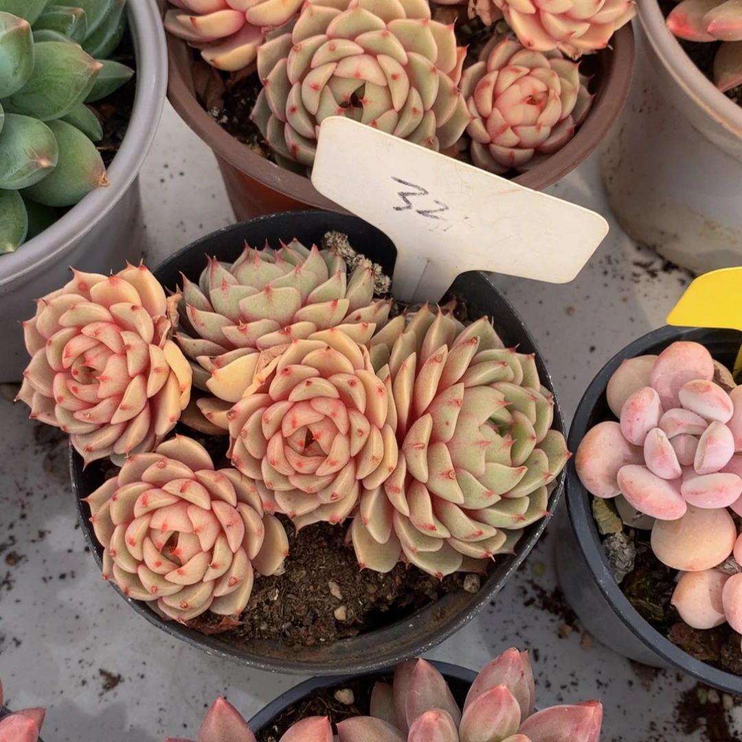 笨巴多日租黑素6227727272