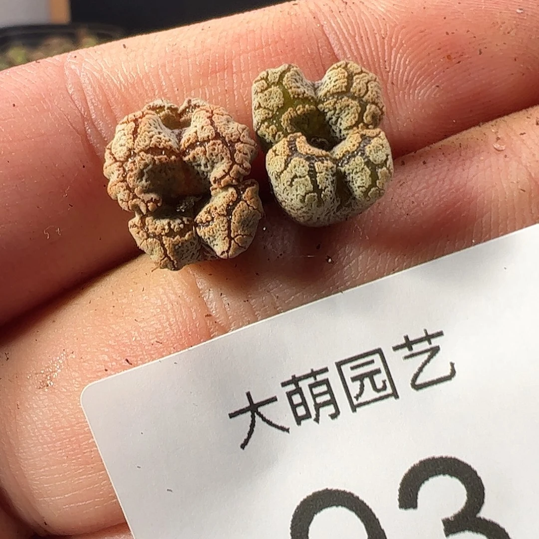 一物一拍。     93