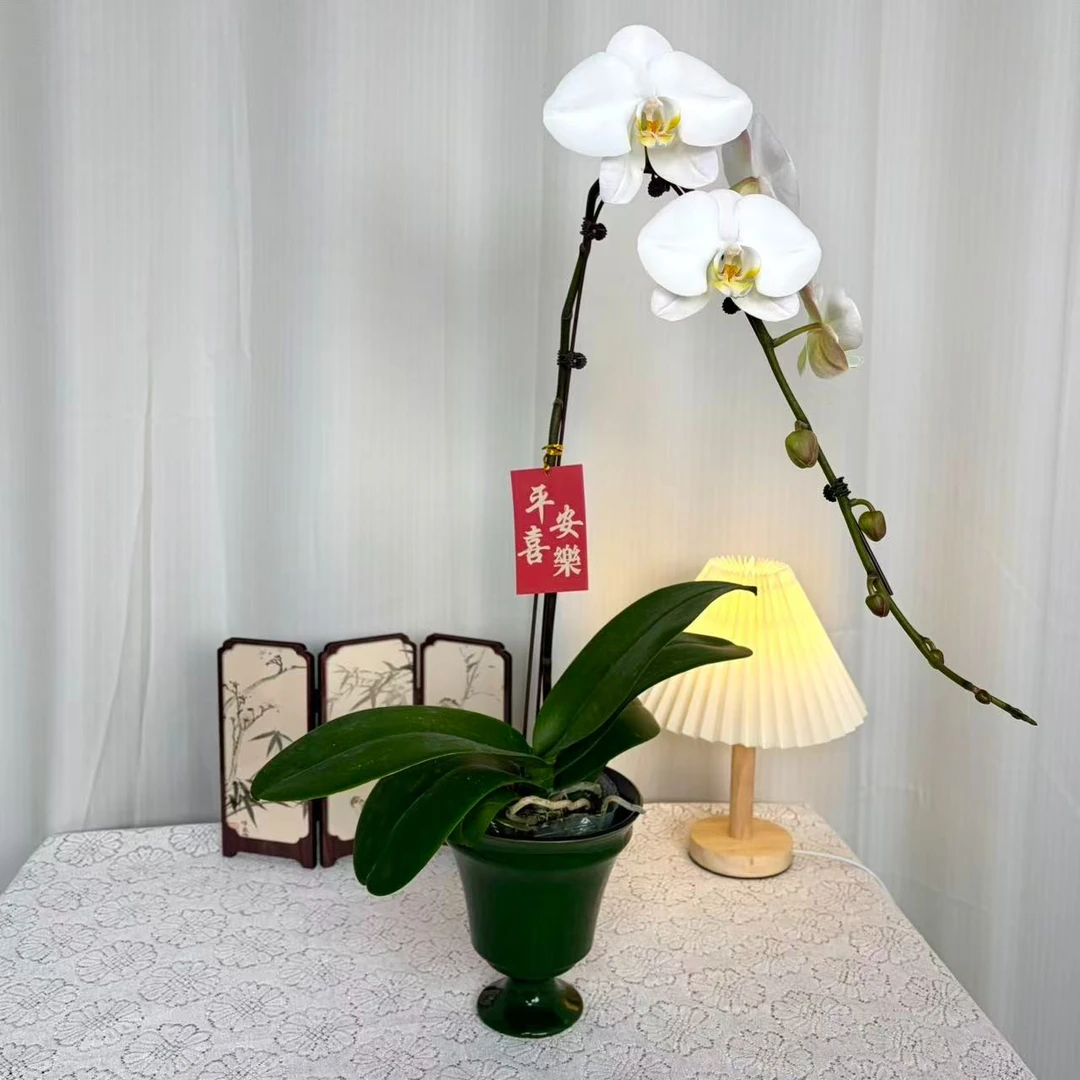 【大白】带花带花苞蝴蝶兰室内花卉客厅阳台好养易活