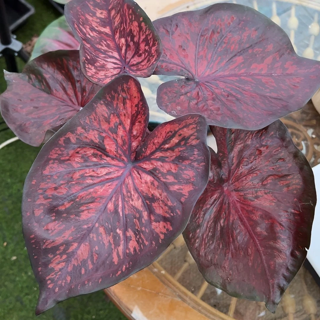 无花朵泰彩实生丝绒38