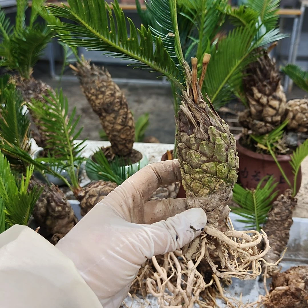 物***非无花朵白鳞铁盆景基地直播间