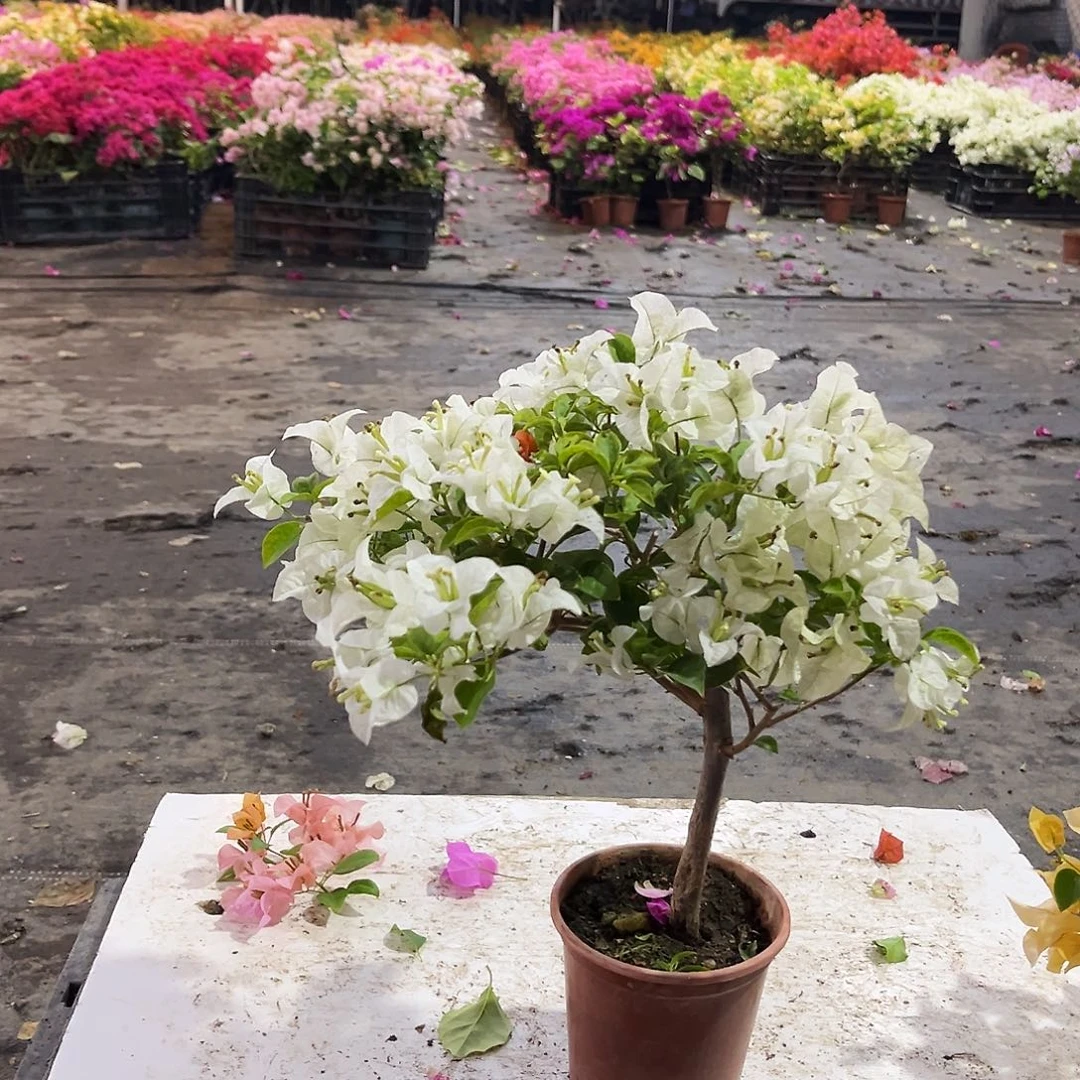 大部分花苞少量开放白雪公主掌中宝一颗