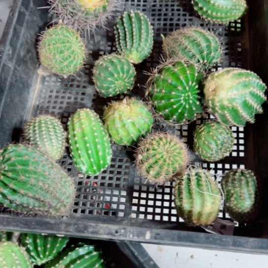 下79框拍无根侧芽歪斑小无售后