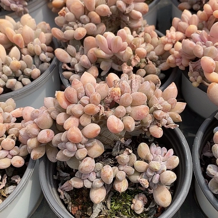 缀美人，福利多多！