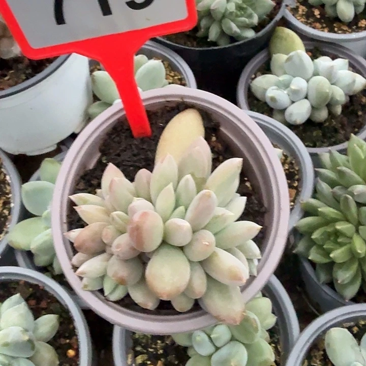 “***p彩体哥特一物一拍719