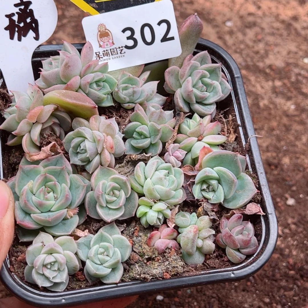 多肉植物多肉植物