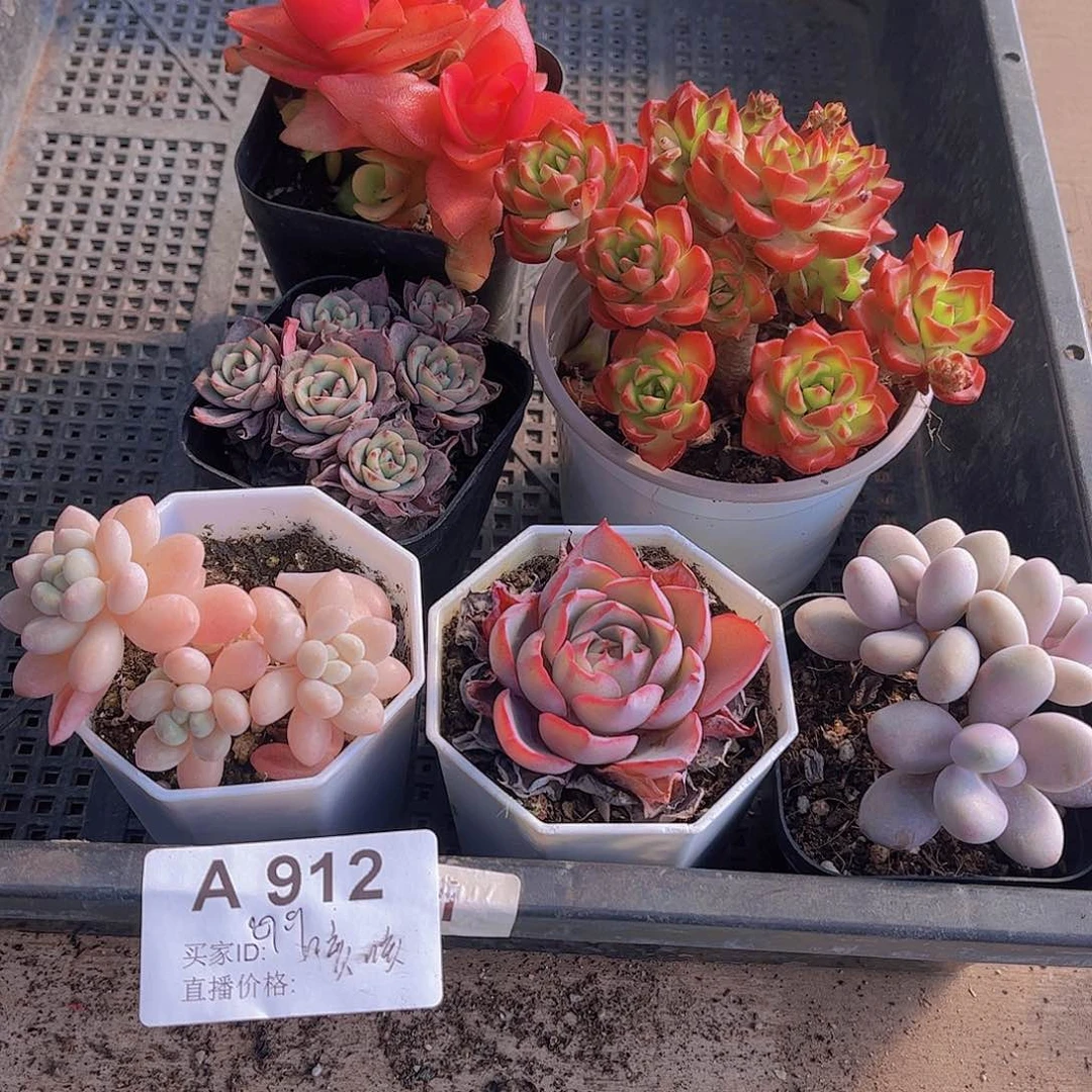多肉912多肉植物