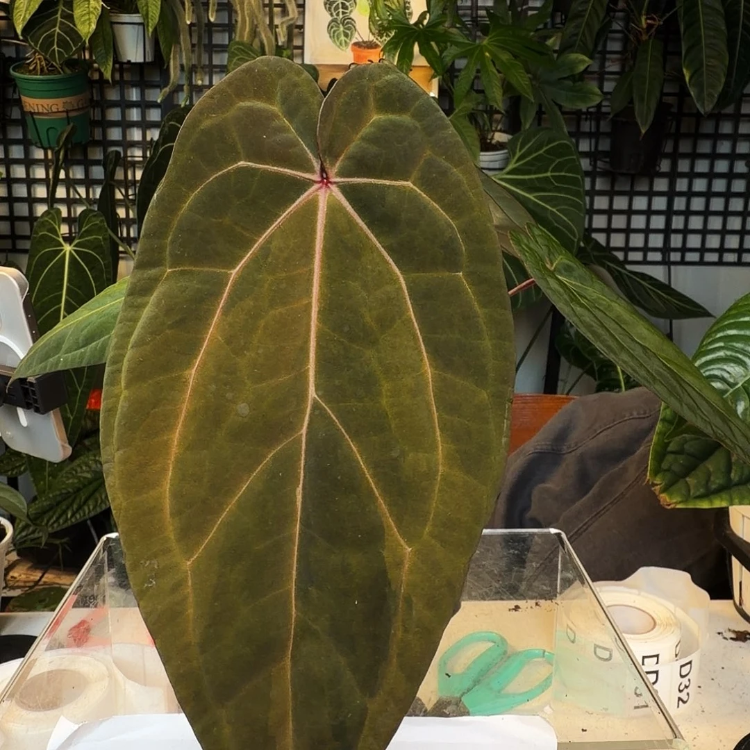 完全开放D31  黑凤凰锦