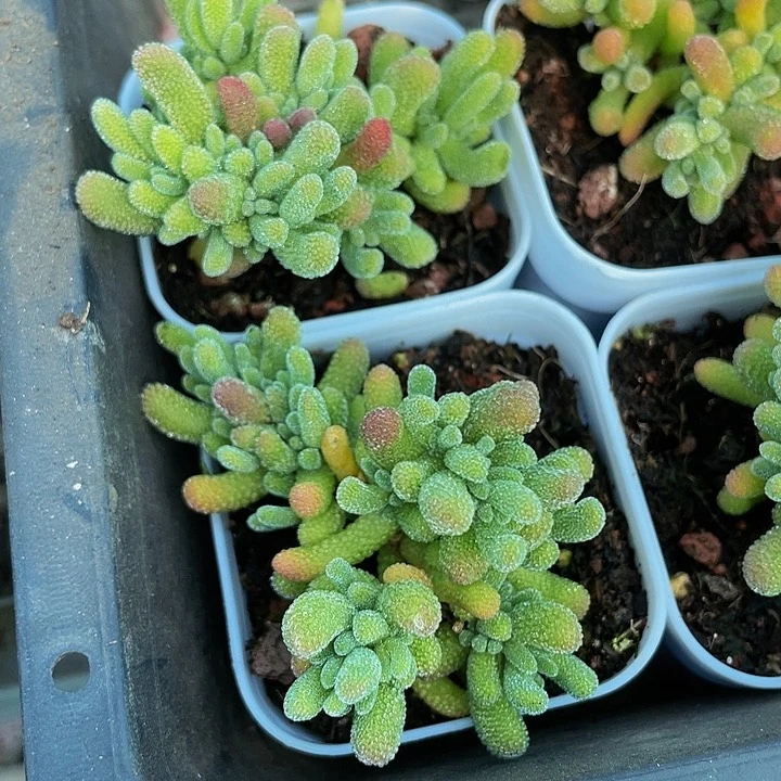 冰晶枝干5.8带盆土