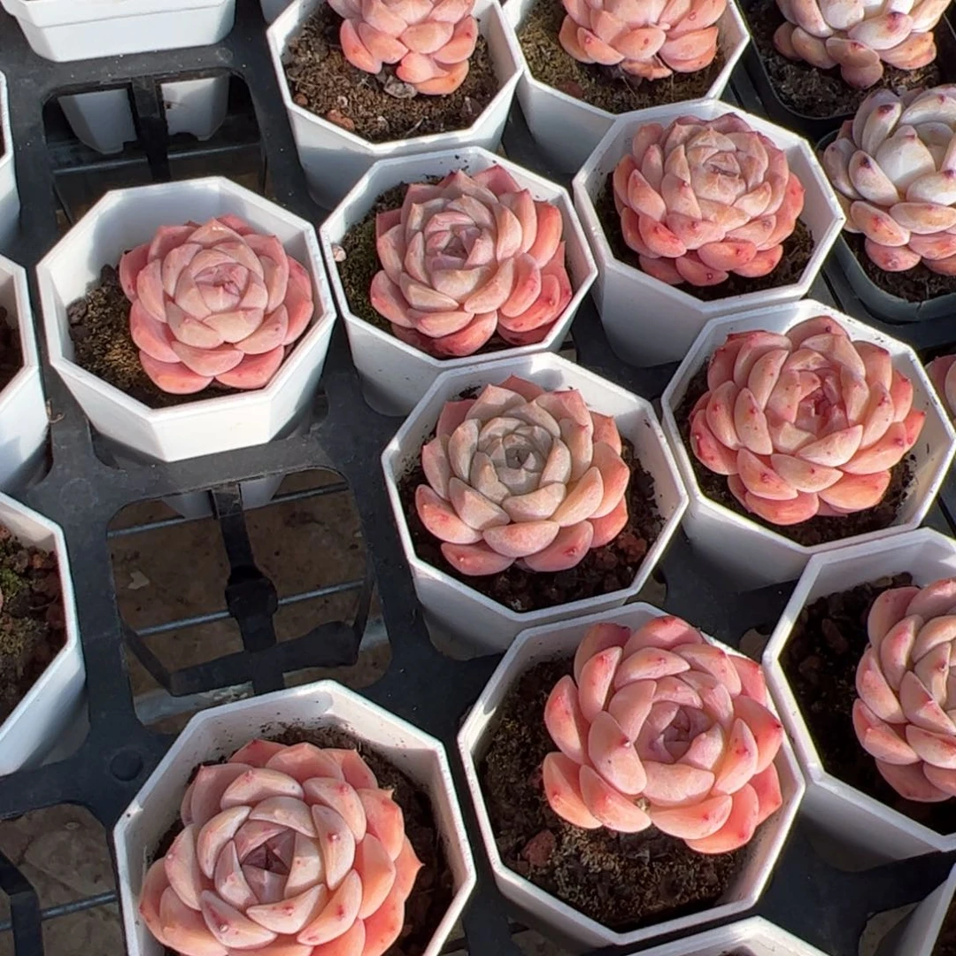 爱神。满30包邮发货