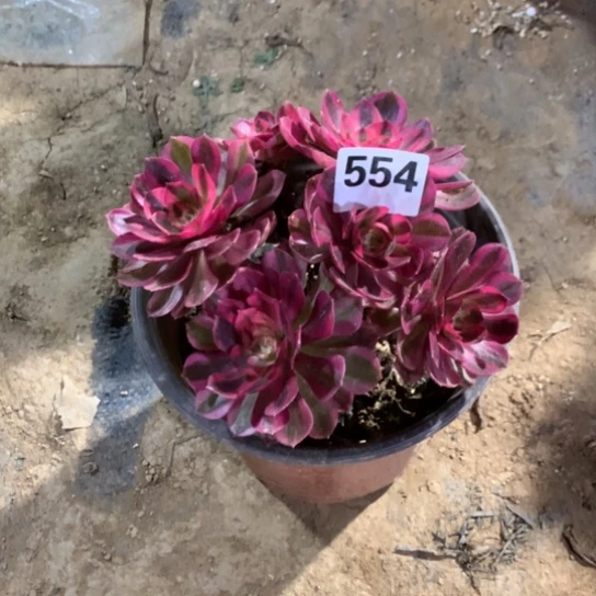 554法师多肉植物倾城