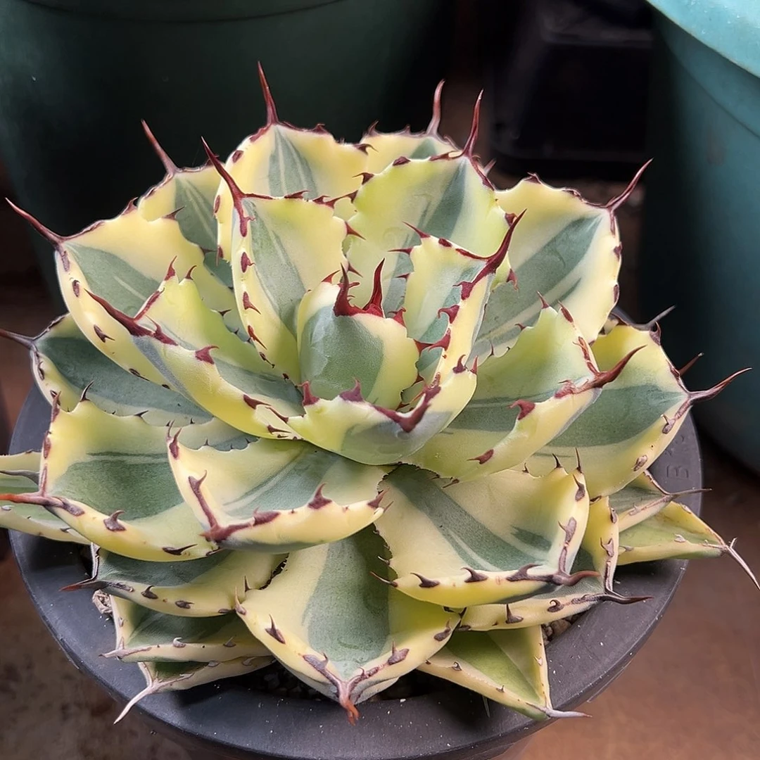 Y***Y无花朵多肉植物龙舌兰道