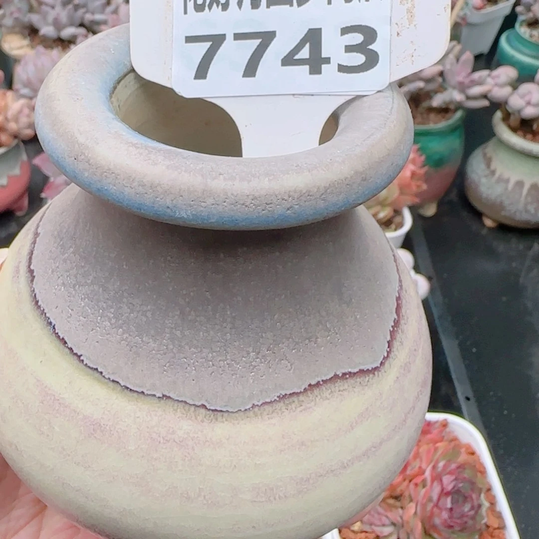 心****师多肉植物7743……………..