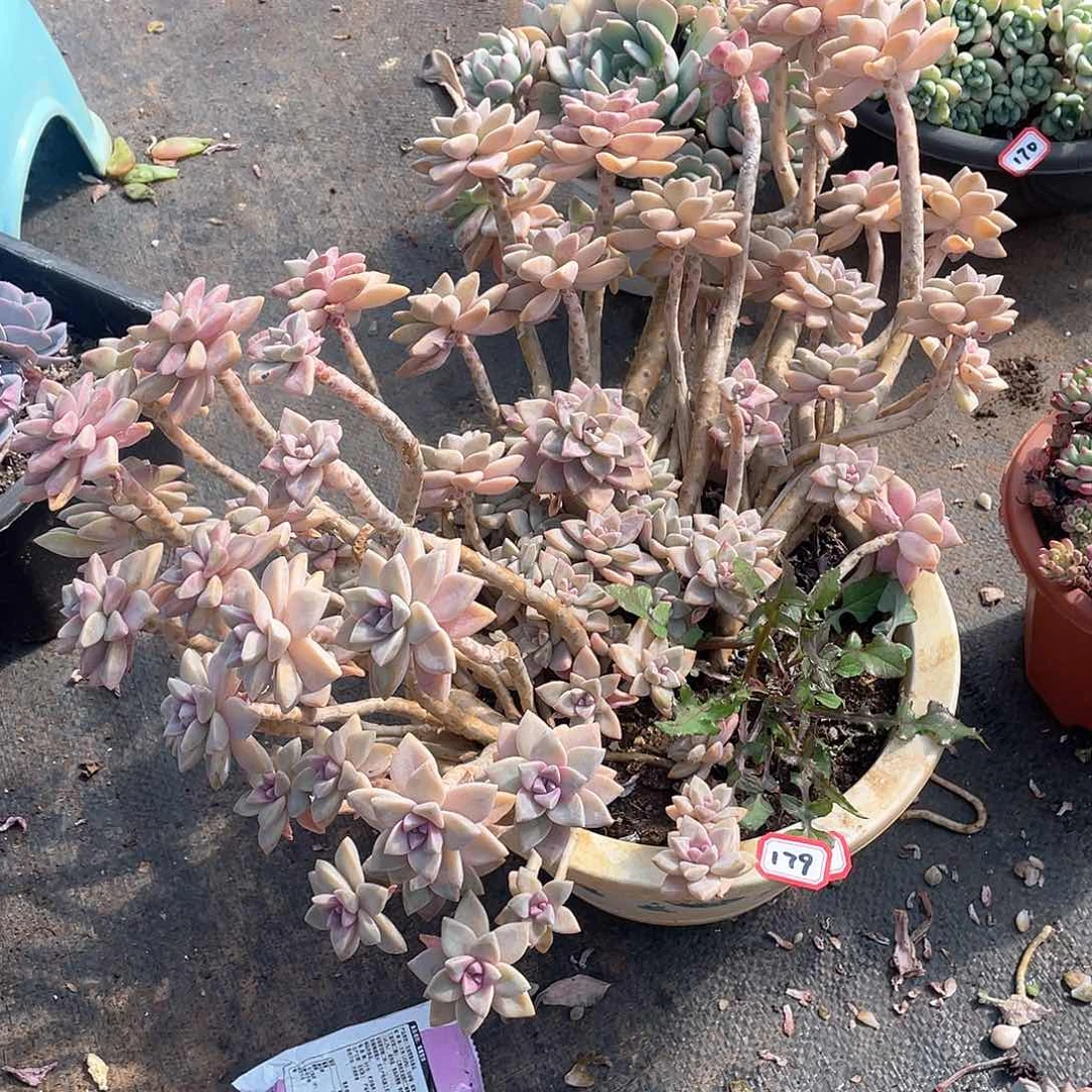 179淡雪 一物一拍多肉