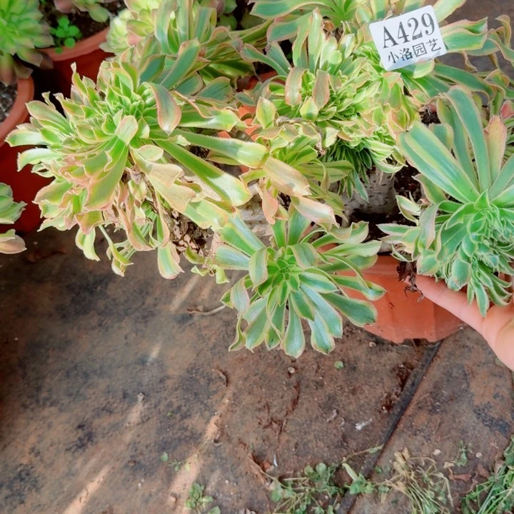 429号夕颜缀化法师植物