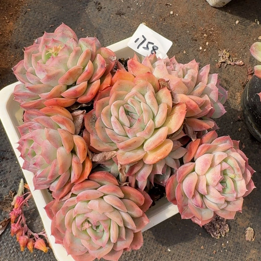 1758新年快乐发发发