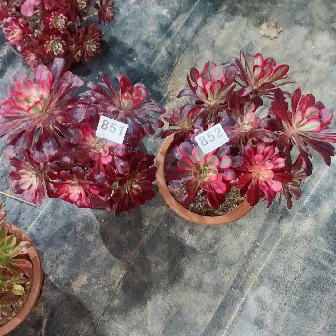 丽娜851852多肉1111