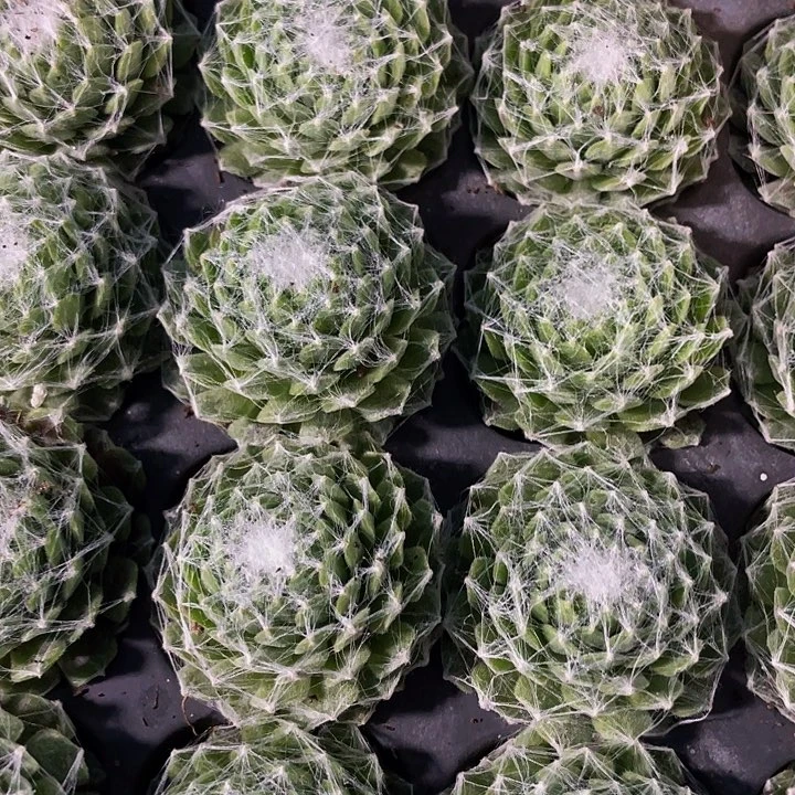 小蛛丝卷卷1元带土