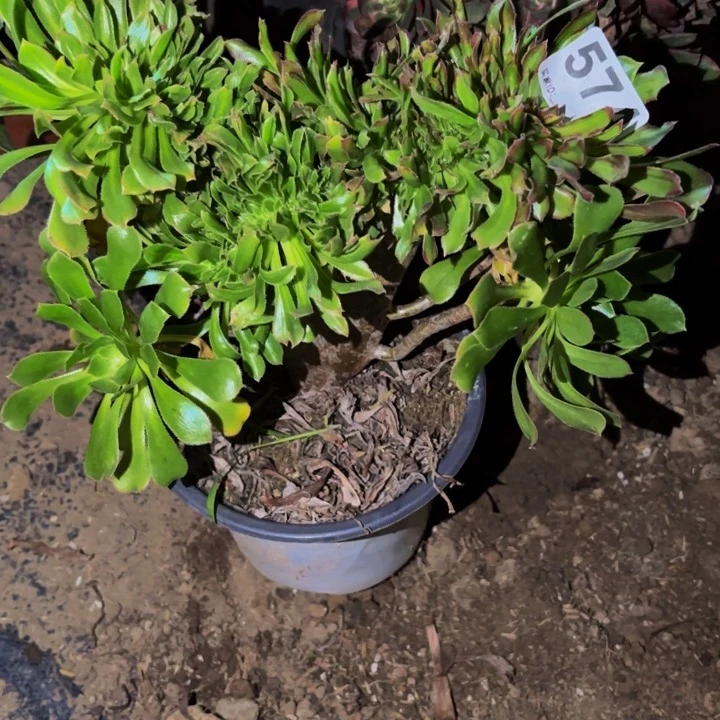 574夕颜多肉植物不售后中班