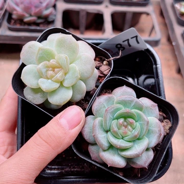 两***苗多肉植物多肉植物