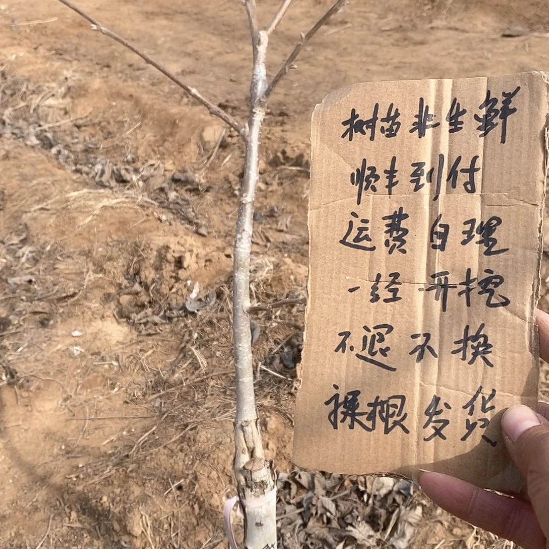 文玩核桃把件一**虹南疆