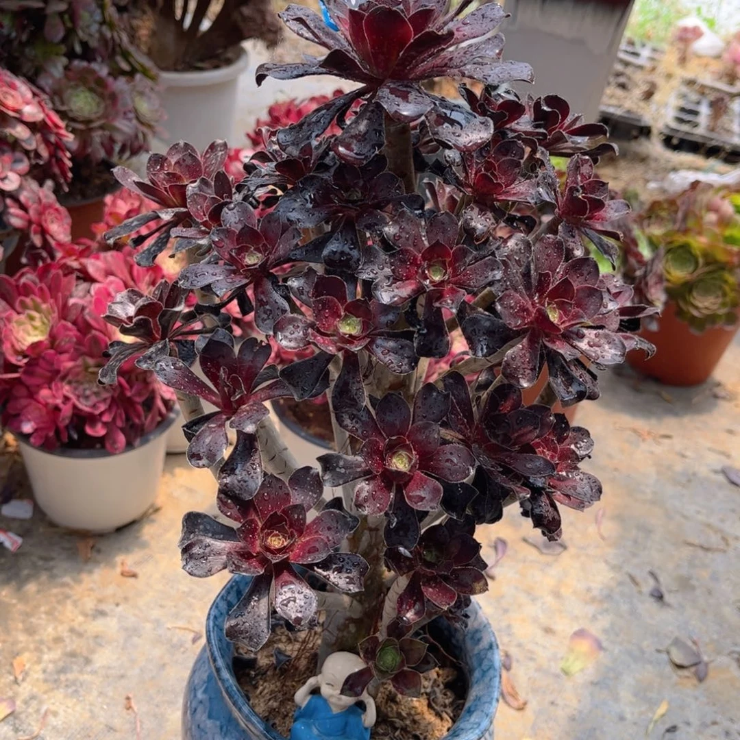 806圆叶玫瑰多肉法师