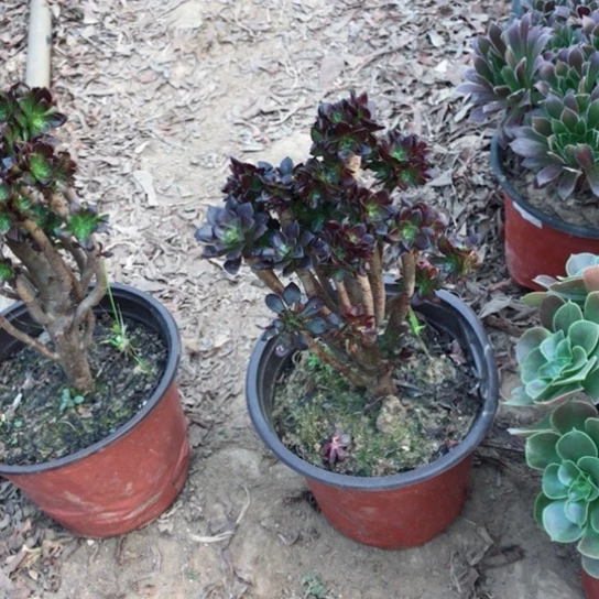 恒***星黑法小朵朵多肉植物22