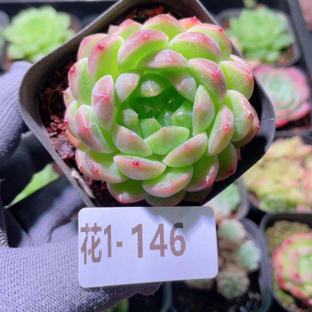 花利美1-146新品