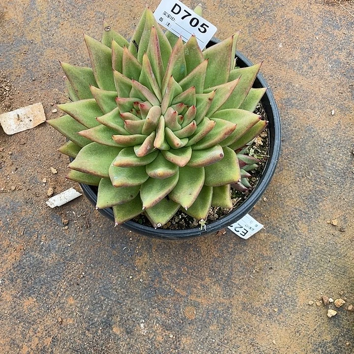 若如东云单拍D705