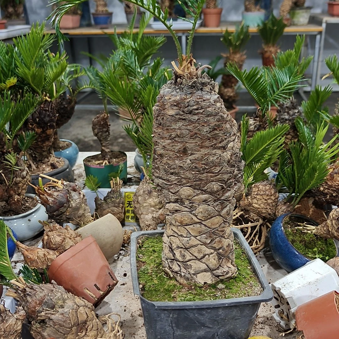 用***3无花朵白鳞铁盆景基地