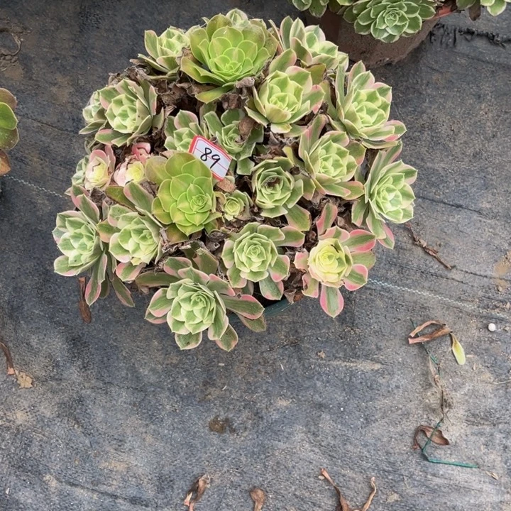 89女妖多肉植物法师