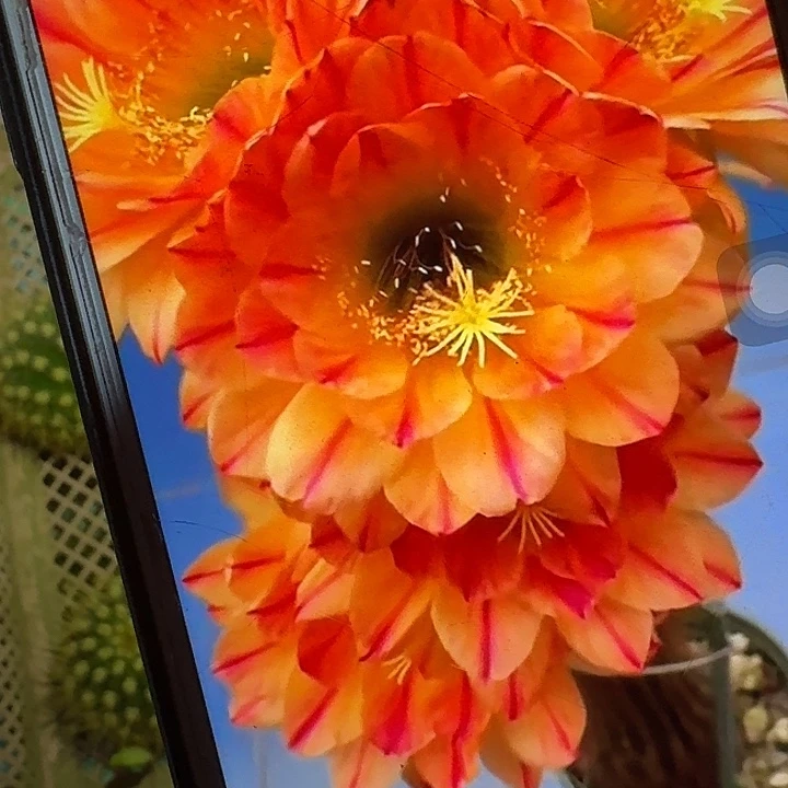 火焰魔术侧芽5公分毛花柱