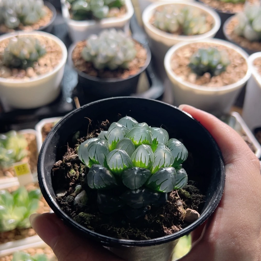水中月玉露多肉植物