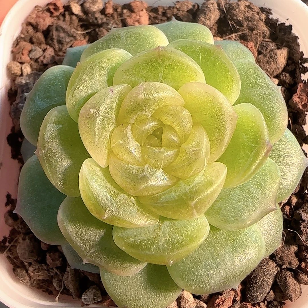 多肉1204-180无尽灯