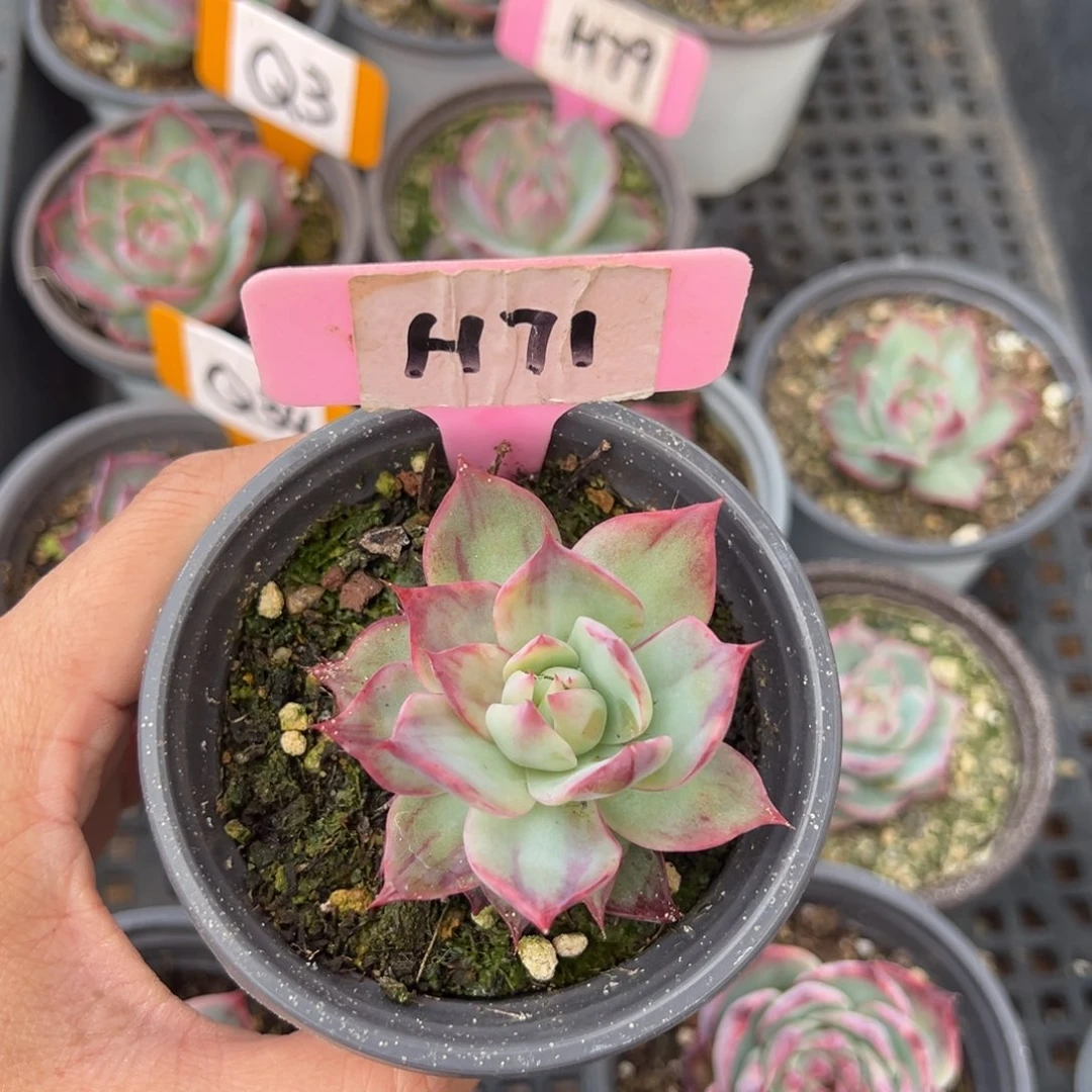 芦*弥H71惊鸿单头多肉