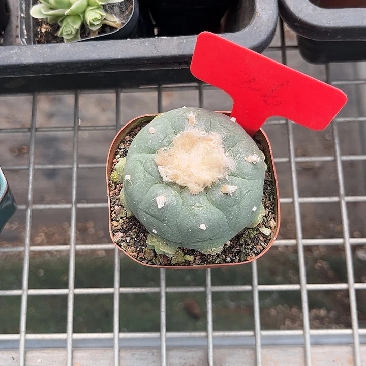 当前无花朵，栽培后可花朵血****