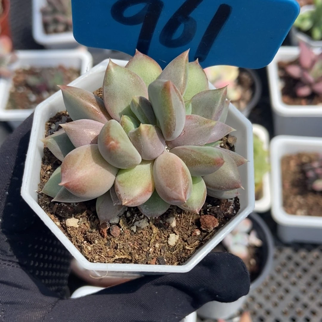 961象牙多肉植物保护
