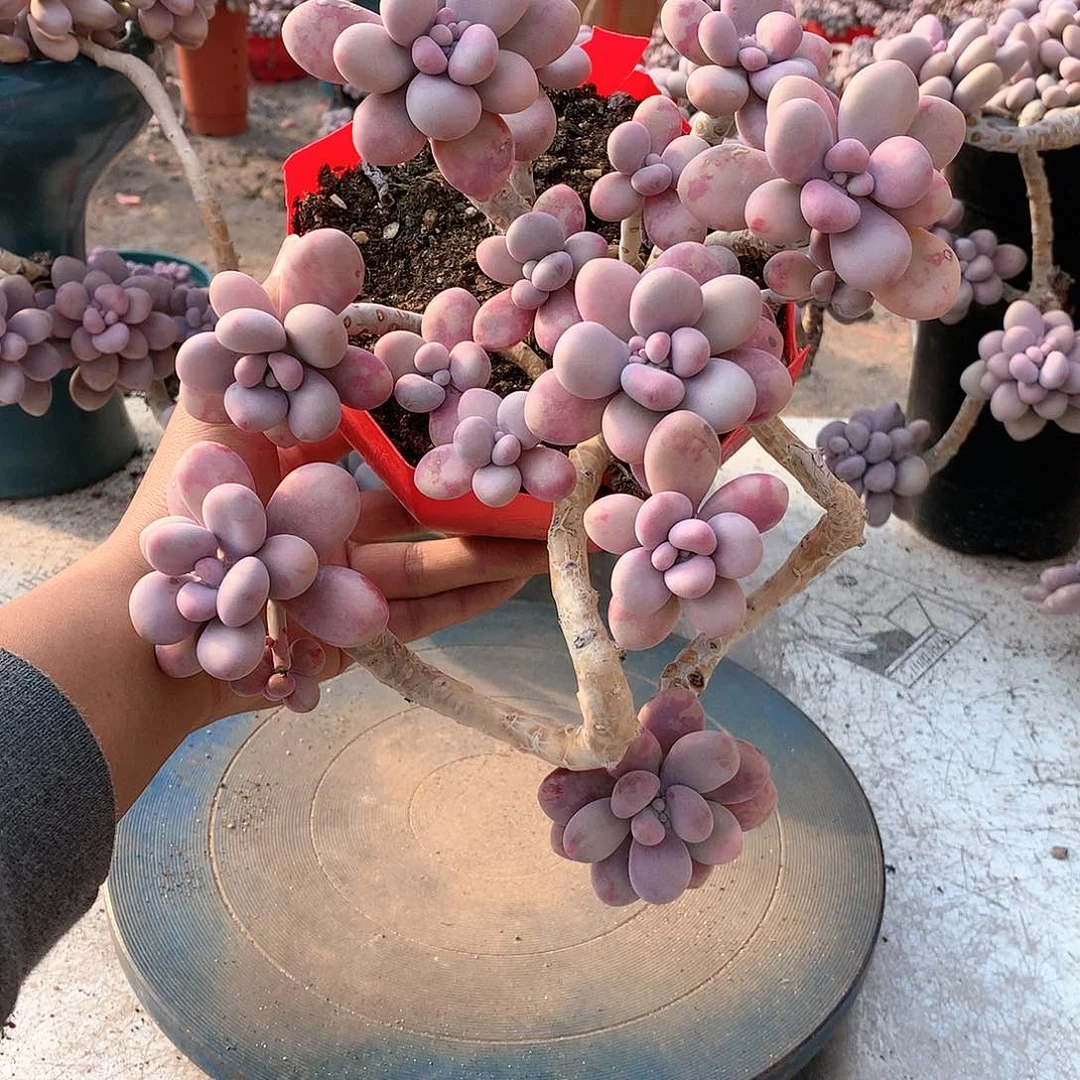 41一物一拍桃蛋老桩有断枝