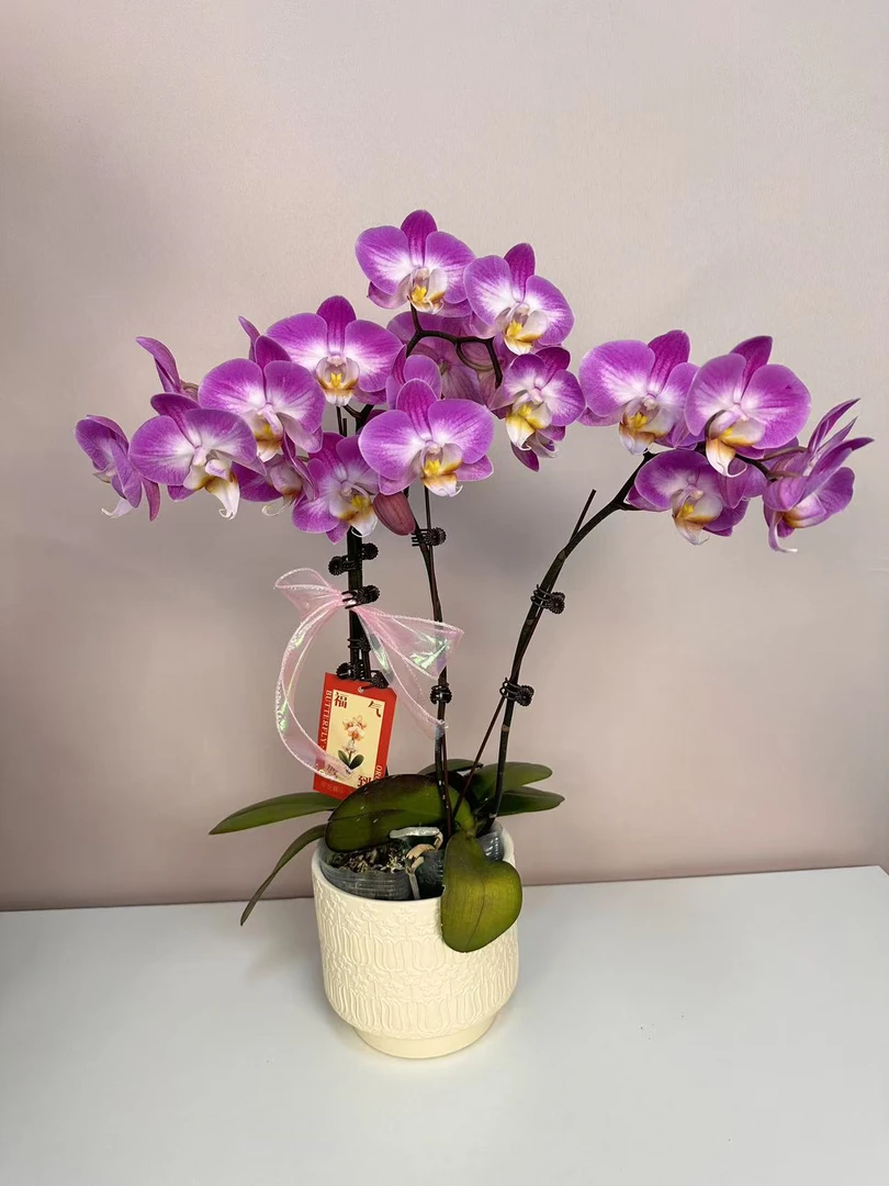 精品蝴蝶兰【雪山飞狐】鲜花盆栽好养活多样性发货