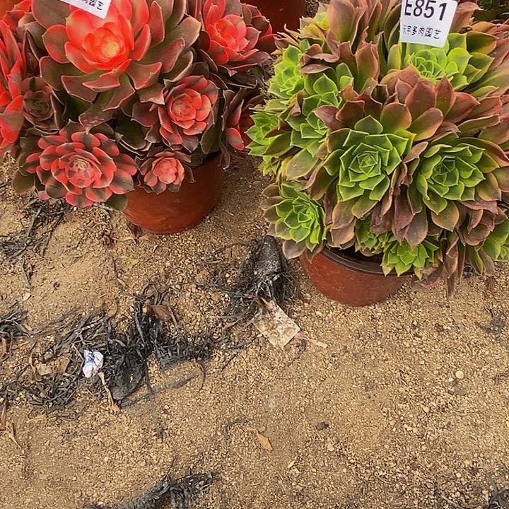 无**虑多肉套餐的852。 851多肉