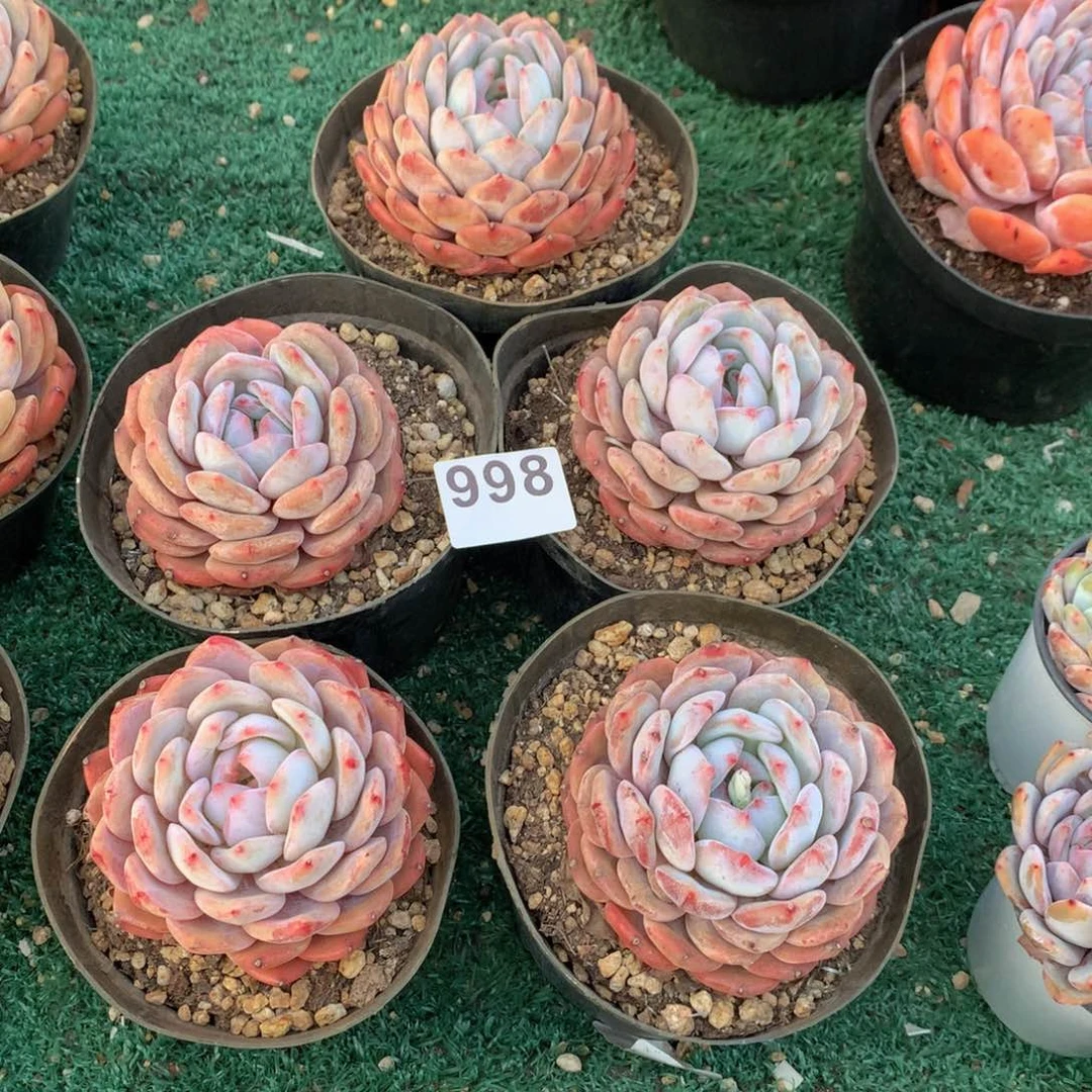 998橙子多肉植物组合