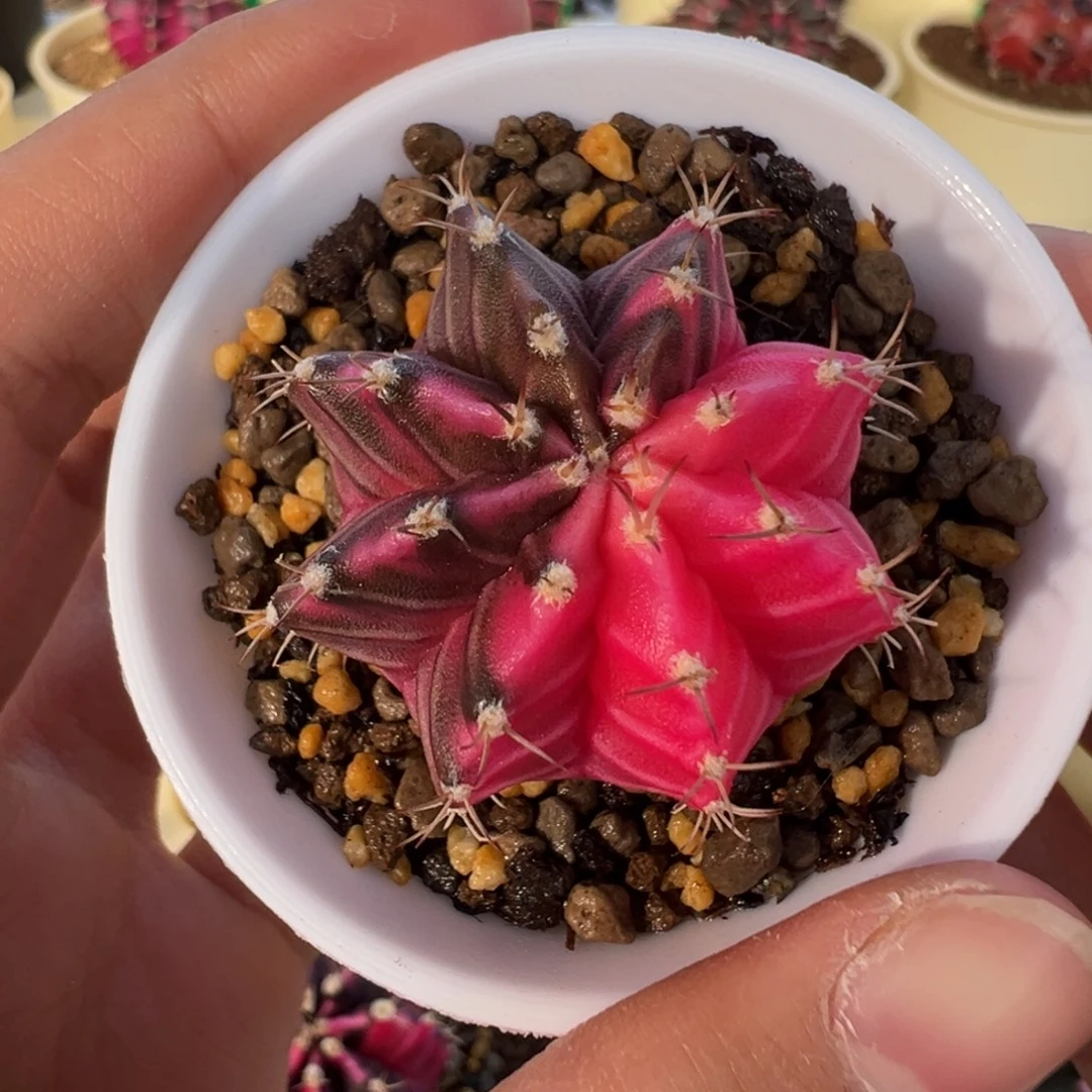 13 好看的米哈冲冲冲