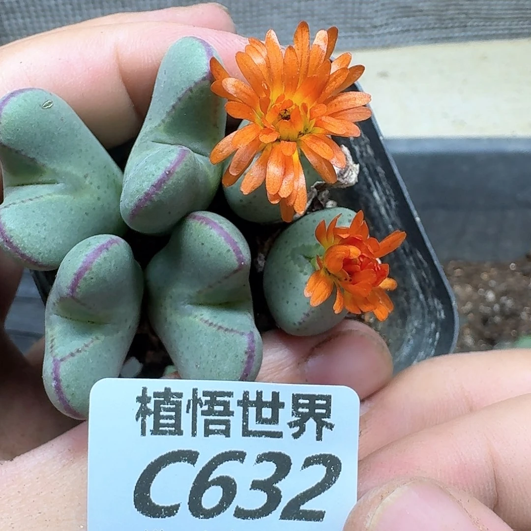 多肉植物的人生规划您