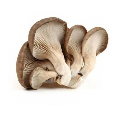 平菇 400g平菇