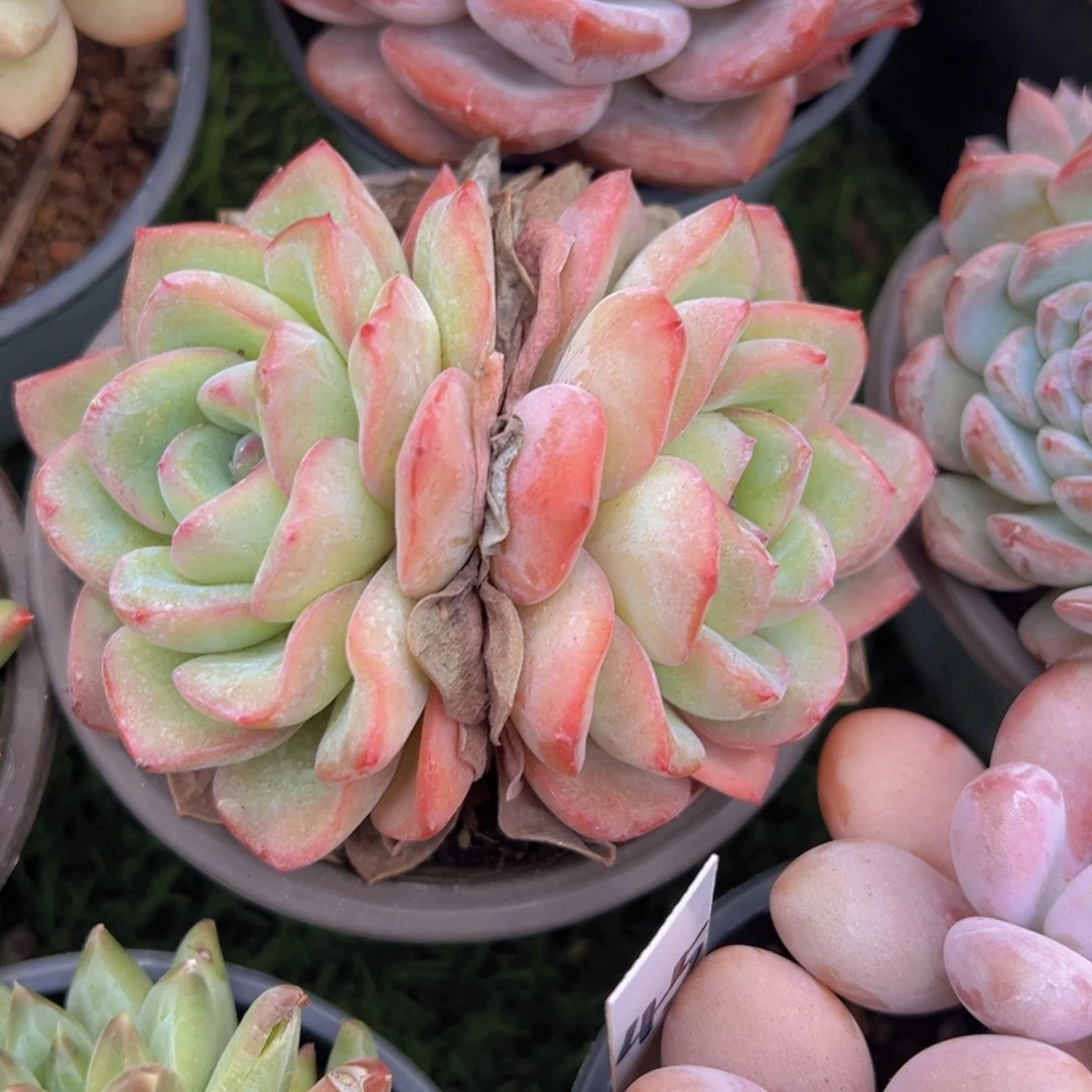 福利来啦打榜啦打榜啦打